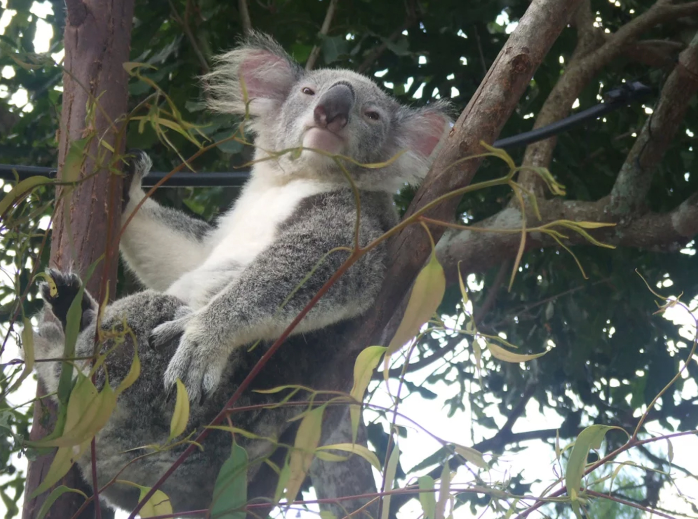 Австралия малайзия. Koala Bear on a Tree. Коала на дереве вид снизу фото.
