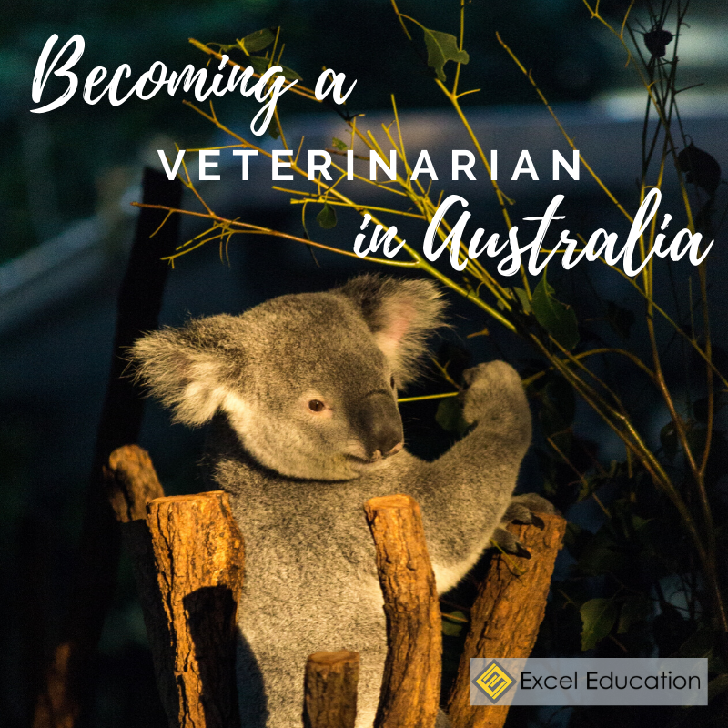 Veterinary Technician Salary Australia INFOLEARNERS